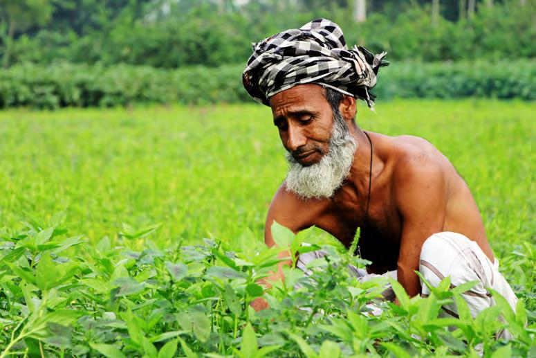 Bangladesch traditionell angebaut.