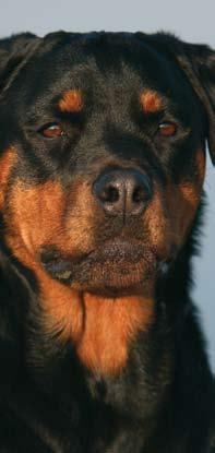 Der Rottweiler ein mutiger, ergebener Wachhund Rottweiler sind eine weit verbreitete, beliebte Rasse.