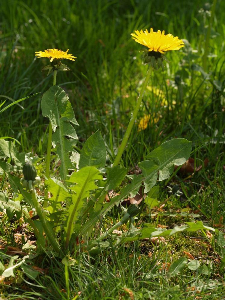 Die Pflanze wird bis 30 cm hoch und ist 1köpfig (gelb).
