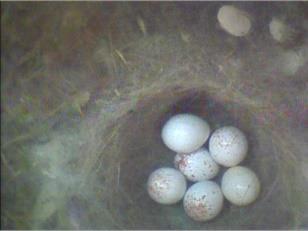 Nistkasten 01 in 2015 Erste Brut In 2015 brüteten im Nistkasten 01 wieder Kohlmeisen. Aus den 6 Eiern sind 5 Jungvögel schlüpft. Die nachfolgenden Bilder zeigen die Entwicklung der Jungvögel vom 18.