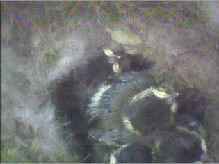 11 Tage alt Fünf Jungvögel, fast vollständig mit Federn und Flaum bedeckt,