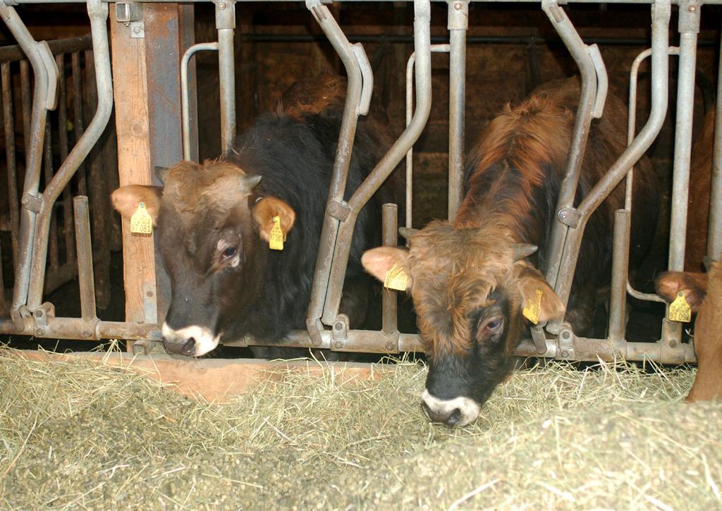 Murnau-Werdenfelser Jungbullen Zucht Die Zuchttauglichkeit der Rinder beginnt mit dem Erreichen von etwa 2/3 des späteren Endgewichtes und liegt je nach Rasse bei 14-18 Monaten.