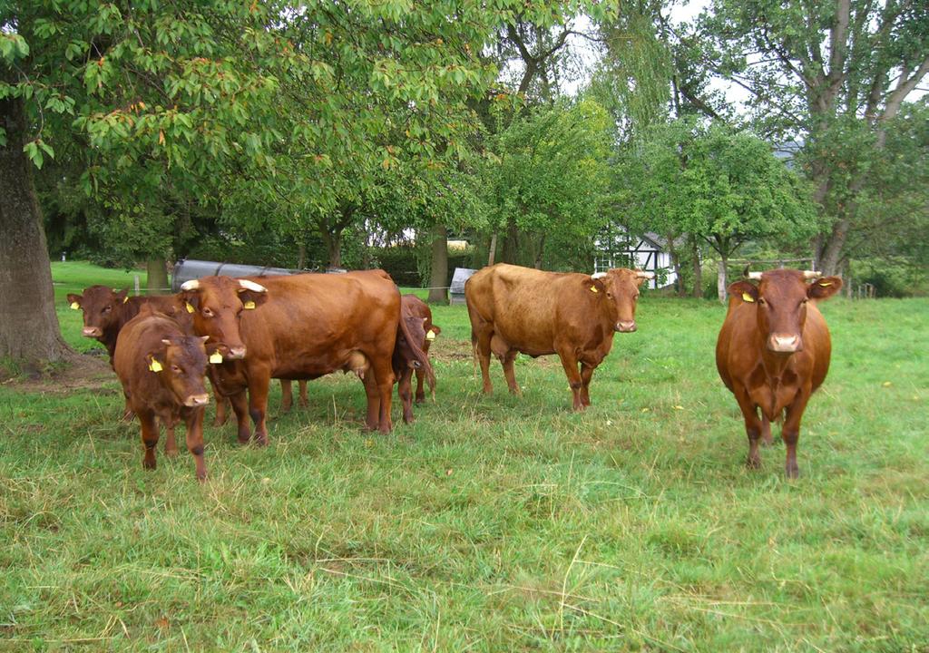 Mutterkühe auf der Weide Foto: Feldmann häufig in reiner Weidehaltung oder in Tiefstreubuchten in kleineren Gruppen gehalten, während Milchkühe meist in Laufställen mit oder ohne täglichen Weidegang