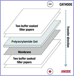 H 2 O à H + + OH - OH - Die entstehenden Ionen werden über die Filterpapiere abgeleitet. ph- Wert des Transferpuffers nicht einstellen!