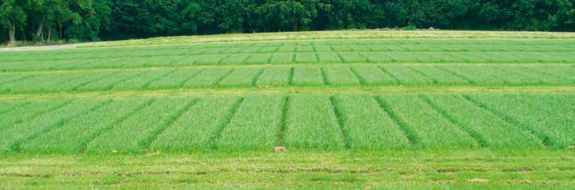 Futterqualität AstonEnergy beste mittlere, tetraploide Qualitätssorte bei Deutschem Weidelgras in England, von EURO GRASS Breeding gezüchtet!
