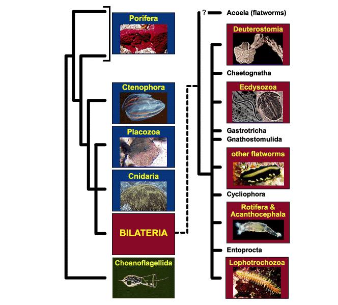 Bedeutung der molekularen Phylogenie für die Systematik Frühere Vorstellungen zur Evolution und zu den Verwandtschaftsverhältnissen der Organismen beruhten auf morphologischen Kriterien Die