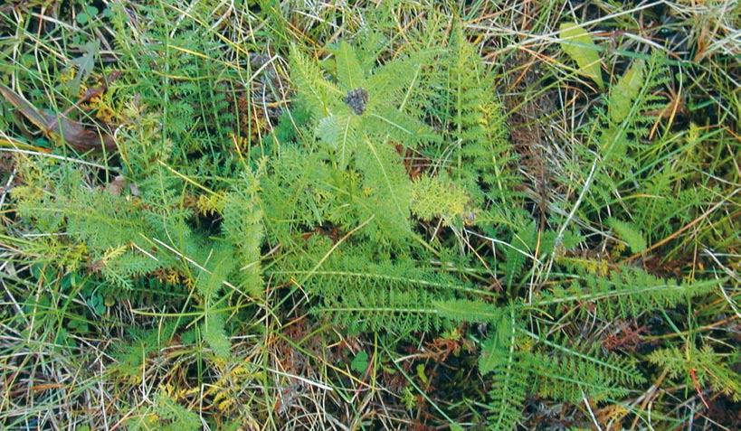 Schafgarbe Gemeine Schafgarbe (Achillea millefolium) Auch bekannt als: