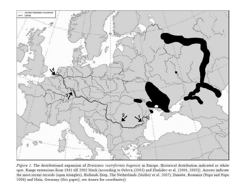 Die Invasion der Quagga-Muschel 2006 (2004) Molloy, D. P., A. bij de Vaate, T. Wilke & L. Giamberini (2007): Discovery of Dreissena rostriformis bugensis (Andrusov 1897) in Western Europe.