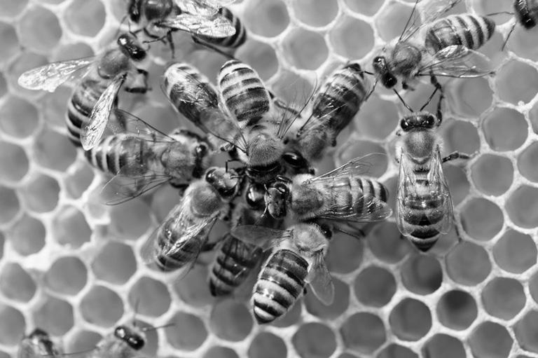 CHRISTOPH BAUER, MARKUS RUPPERT Wie leben eigentlich Bienen?
