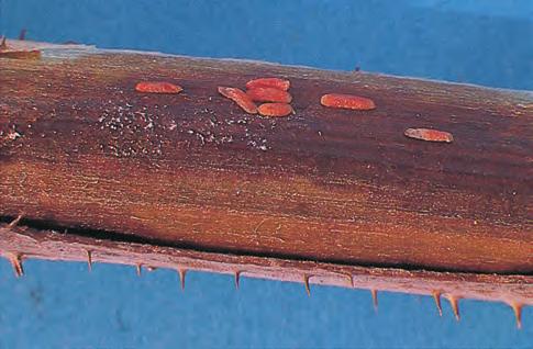 Himbeerrutengallmücke (Thomasiniana theobaldi) Bedeutung: In Befallslagen können beträchtliche Schäden an Himbeerruten durch das Zusammenwirken dieses Schädlings mit verschiedenen Pilzen eintreten