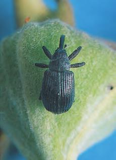 4 mm große, dunkelbraun bis schwarze Käfer zur Eiablage, die bei einem Temperaturmaximum von 18 C beginnt.