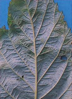 Auch leichte Blattmissbildungen sind möglich. Gallmilbenbefall beschränkt sich meist nur auf einzelne Blätter oder Triebteile.