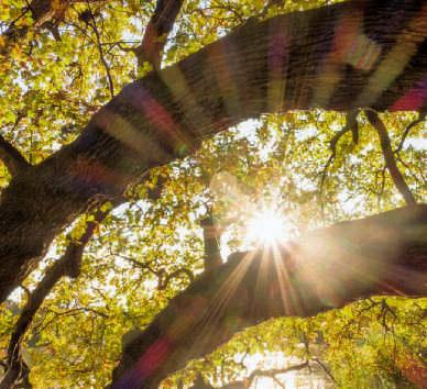 Jahrhundert 10 Der Weltenbaum das schamanische Weltbild 16 Wanderer zwischen den Welten 24 Vom Lesen im»buch der