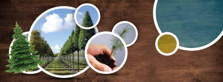 agroplanta Baumschule Weihnachtsbäume Jungpflanzen / Stecklinge Im Gießverfahren 2 l/m 2 Nährlösung mit 0,1% Nach 10-14 Tagen wiederholen Erhaltung, Wachstum, Entwicklung In der