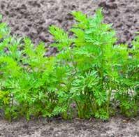 Möhrenpflanzen die Bildung pflanzeneigener Abwehrstoffe Aufnahme anderer Pflanzennährstoffe Vitalität und Widerstandsfähigkeit (Kältetoleranz) Qualität