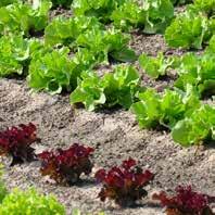 Widerstandsfähigkeit der Salatpflanzen die Bildung pflanzeneigener Abwehrstoffe Aufnahme anderer Pflanzennährstoffe Vitalität und Widerstandsfähigkeit