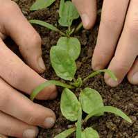 Spinat Ab beginnender Blattbildung 1-1,25 l/ha 3 Anwendungen im Abstand von 7 Tagen Erfolg düngen!