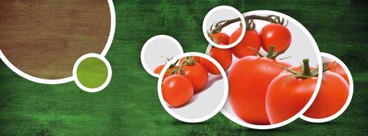 Tomaten Mit Kantor bleibt B4 - B4! KANTOR immer zuerst einfüllen! Herbizide Additiv für Spitzenleistung!