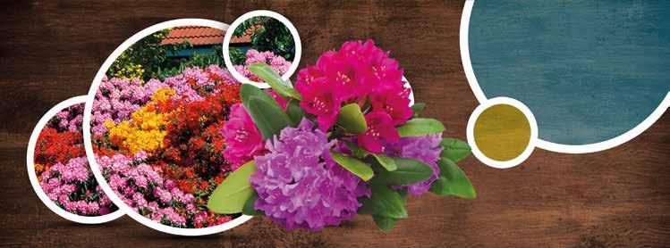 Zierpflanzen Rhododendren Jungpflanzen / Stecklinge Im Gießverfahren 2 l/m 2 Nährlösung mit 0,1% Nach 10-14 Tagen wiederholen Erhaltung, Wachstum, Entwicklung In der