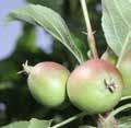 Widerstandsfähigkeit der Apfelbäume die Bildung pflanzeneigener Abwehrstoffe Aufnahme