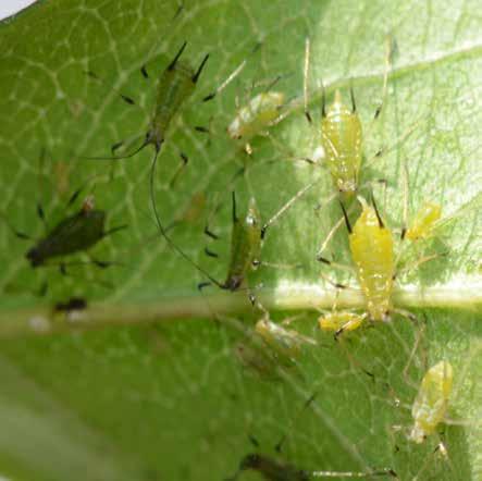 Blattläuse Aphidius-Arten Blattläuse treten meist in Kolonien auf Blattläuse gehören zu den Pflanzensaftsaugern. Es gibt rund 3.000 verschiedene Arten.