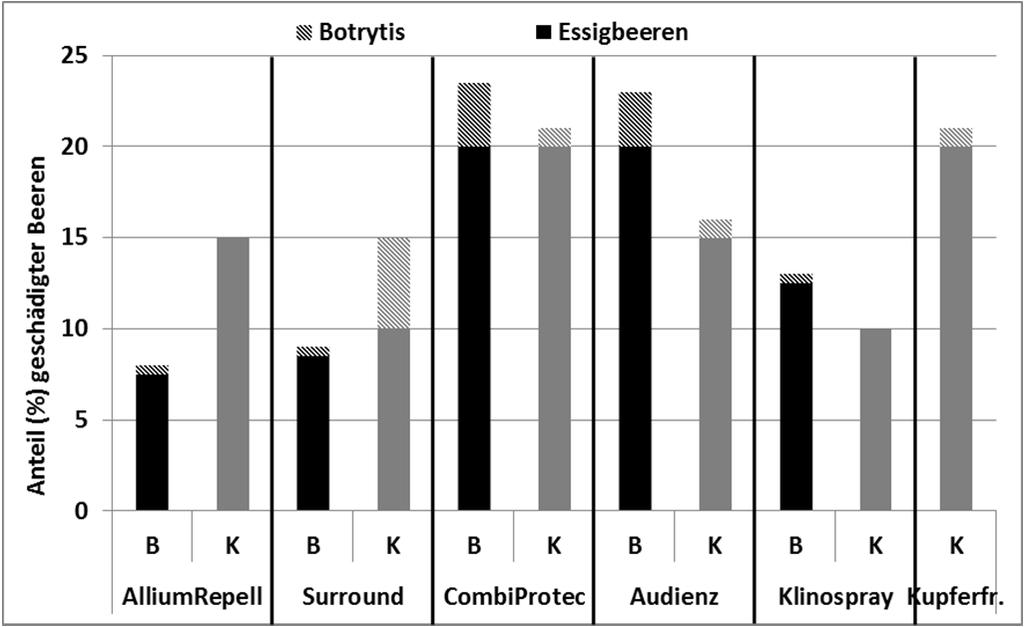 Abbildung 6: Mittelwerte der Schätzung (%) von Essigbeeren und Botrytis-Befall am 22.09.2014 (schwarze Balken=B=behandelt; graue Balkel=K=Kontrolle, unbehandelt) 3.