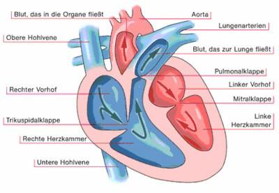 Ratgeber Das Herz wird durch die Herzscheidewand vollständig in eine linke und rechte Hälfte geteilt.