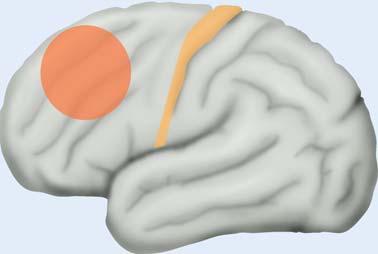 1.4 Somatisches zentrales Nervensystem Okzipitallappen (Lobus occipitalis, Hinterhauptlappen) Die Hauptfunktion besteht in der Integration der Sehfunktion.