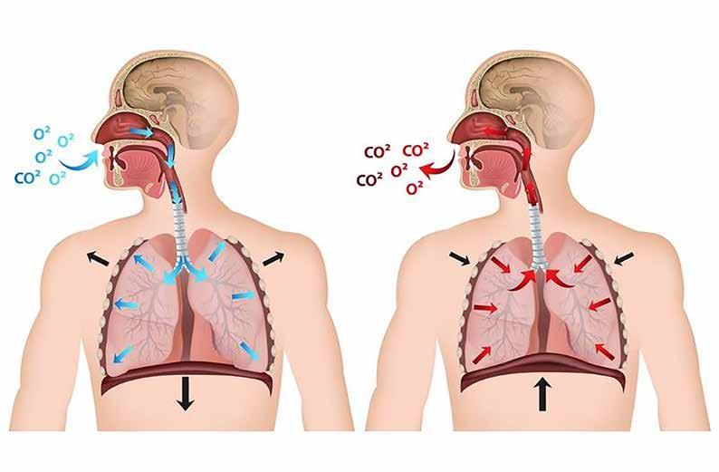Da die Alveolen über das Bronchialsystem zur Atmosphäre geöffnet sind, wird Luft über die Nase sowie ggf. über den Mund angesaugt und die Alveolen füllen sich mit Frischluft.
