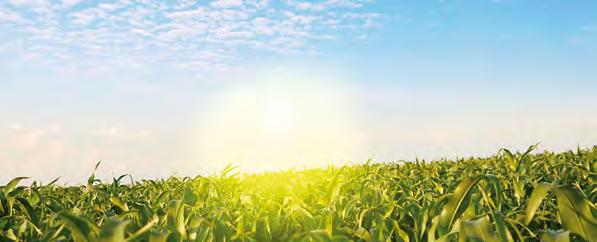 MAISHERBIZIDE DICAMBA FLÜSSIG Keine Chance für Winde und Distel.