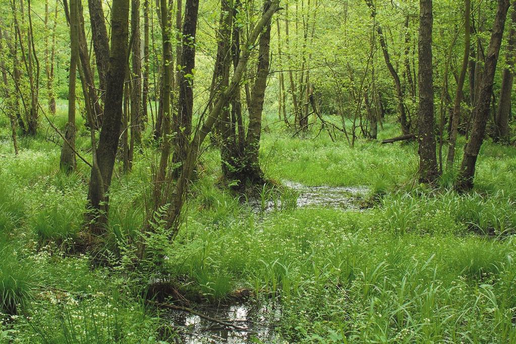 12 Kapitel 2 Quellen in Auenlandschaften 2 Quellhorizont in einem montanen Erlenbruchwald (Reinhardswald, Hessen) Auenbestandene Fließgewässer lassen sich stromaufwärts zurückverfolgen bis zu ihrem