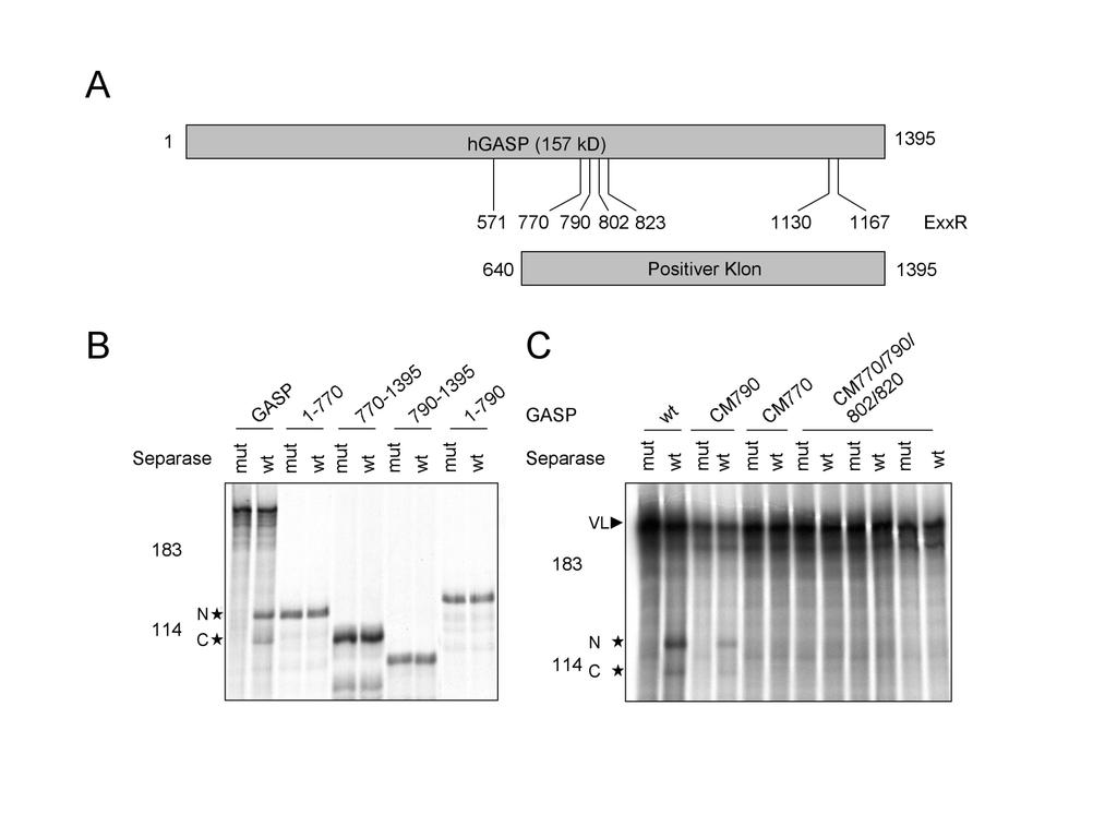 Ergebnisse Abbildung 7: GASP-ExxR770 ist die einzige In-vitro-Schnittstelle für Separase.