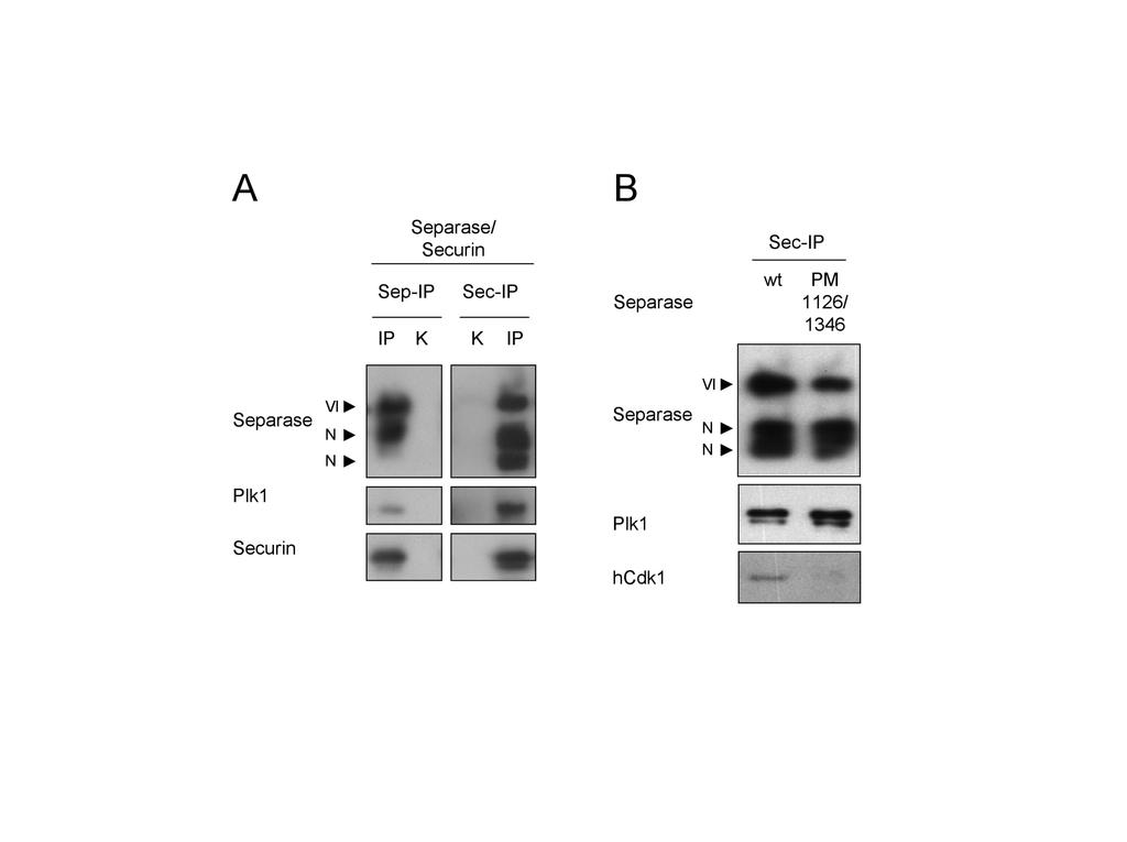 Ergebnisse Abbildung 24: Die Assoziation von Plk1 mit Separase/Securin geschieht unabhängig von Serin 1126 (A) Plk1 assoziiert mit Separase/Securin in Zellen.