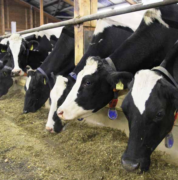 6 Faktencheck Haltung von Milchkühen verband (DBV) lehnt in seiner Erklärung zur Anbindehaltung von Milchkühen vom Dezember 2017 ein Verbot der ganzjährigen Anbindehaltung ab und spricht sich