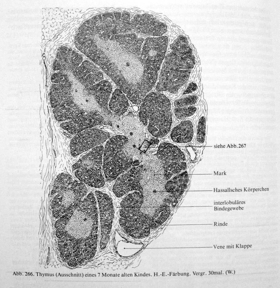 Abb.1: Thymushistologie Übersichtsvergrößerung aus: O. Bucher, H.