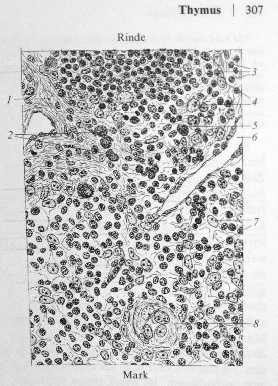 Abb.3: Thymushistologie aus: O. Bucher, H.