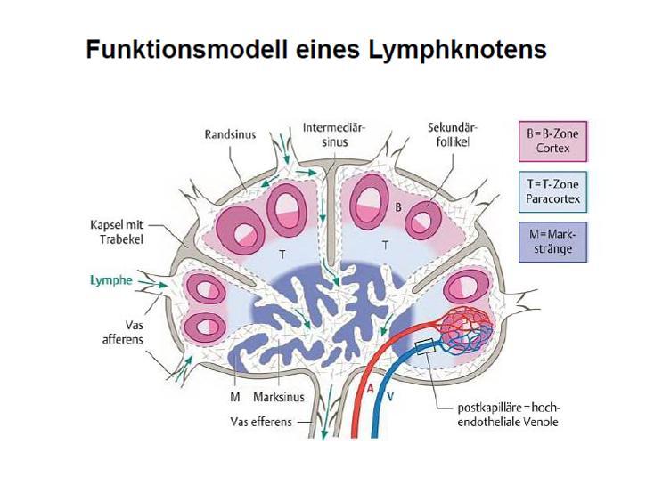 Die Lymphe tritt über zuführende Lymphgefäße (Vasa lymphatica afferentia) durch die Kapsel und fließt durch das Sinussystem.