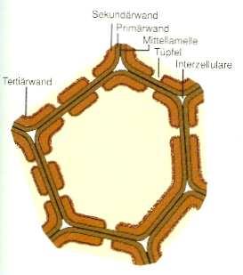 Cytosol Sekundärwand Primärwand Mittellamelle Schließhaut mit Plamodesmenfeldern Plasmodesmen Cytoplasmafäden, die die