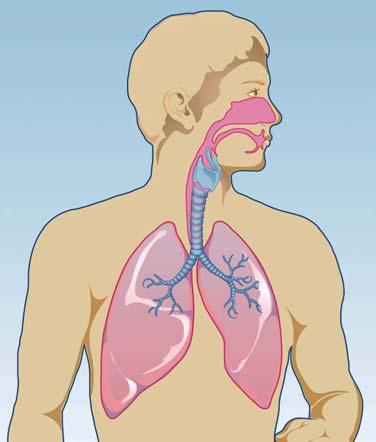 Viren sind meist die Übeltäter Die oberen Atemwege bestehen aus Nase, Nebenhöhlen, Rachen und Bronchien.