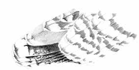Die Altersbestimmung der drei hellmanteligen Großmöwenarten Silbermöwe Larus argentatus, Steppenmöwe L. cachinnans und Mittelmeermöwe L. michahellis Andreas Buchheim Bei vielen größeren Vögeln, z.b. bei Adlern Aquila, dauert es mehrere Jahre, bis sie ausgefärbt sind.