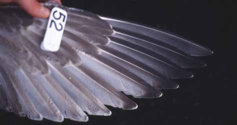Abb. 10: Handflügel-Oberseite einer Silbermöwe (Flügelmarke 52) mit zweiter Schwungfedergeneration (AS siehe Abb. 24).