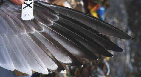 Abb. 12: Handflügel-Oberseite einer Silbermöwe (Flügelmarke 3X) mit dritter Schwungfedergeneration, die sich im Wesentlichen durch die inneren vier HS, welche schon sehr ähnlich denen adulter