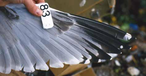 Abb. 14: Handflügel-Oberseite einer Silbermöwe (Flügelmarke 83) mit dritter Schwungfedergeneration, welche schon sehr deutliche HS-Makel (Spiegelfleck auf HS 9 und HS 10) zeigt (AS siehe Abb. 29).