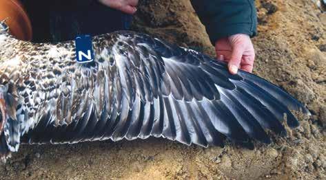 Beachte die einheitliche Färbung aller Federn: diese sind alle aus einer (der ersten) Generation. Deponie Datteln, Nordrhein-Westfalen, 17.11.1999. Inner wing of a Herring Gull (first wing).