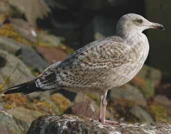 Burgstaaken/Fehmarn, Schleswig-Holstein, 3.10.2005. Caspian Gull (first wing). Primary-tips are pointed.