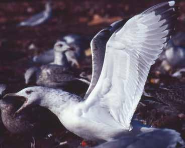 Abb. 54: Derselbe Vogel wie in Abb. 52 und 53 während der Albatrospose. Rein weißer Unterflügel, aber weiße Zungen auf den HS noch nicht so ausgeprägt wie bei Altvögeln.