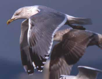 Die schwarzen Oberschnabel- Schneidekanten, die ebenso einen Hinweis auf das Alter geben, sind hier leider nicht zu erkennen. Kriegers Flak, Ostsee, 2.5.2010. Herring Gull (fourth wing).
