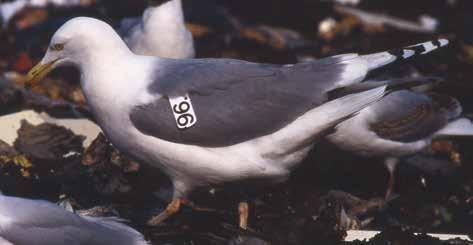 Abb. 58: Adulte Silbermöwe (derselbe Vogel wie in Abb. 18). Die dunkelgraue Oberseite und vergleichsweise große Flügelprojektion sollten einen Hybriden mit Eismöwe ausschließen.