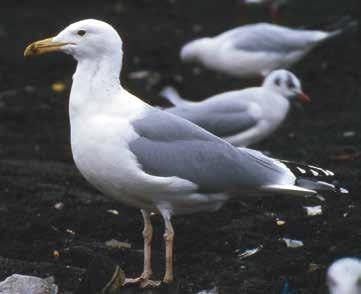 The jet-black primary-pattern, the rather dark grey mantle (compare with the Black-headed Gulls) and the quite long wing-projection should exclude that this is a hybrid Herring x Glaucous Gull. Abb.