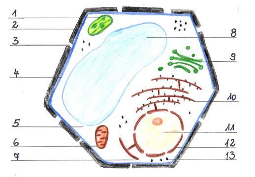 3. Beschrifte die Abbildung einer Pflanzenzelle mit den Namen der Bestandteile. Abbildung 1: Bau einer Pflanzenzelle (K. Fritsch) 4.